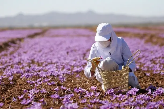 مزارع زعفران